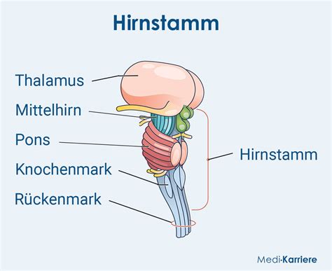 was ist pons|Anatomie: Der Pons im Hirnstamm